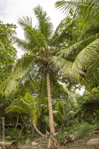 Landscape of Anse Lazio beach