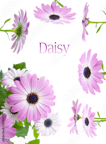 Daisy border isolated on a white background