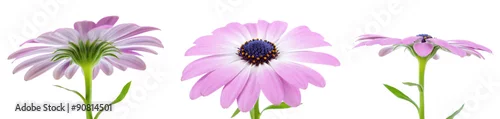 Panel kuchenny z motywem Daisy, Osteospermum ecklonis