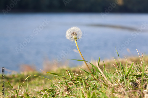 Fotografía Dandelion growing near water