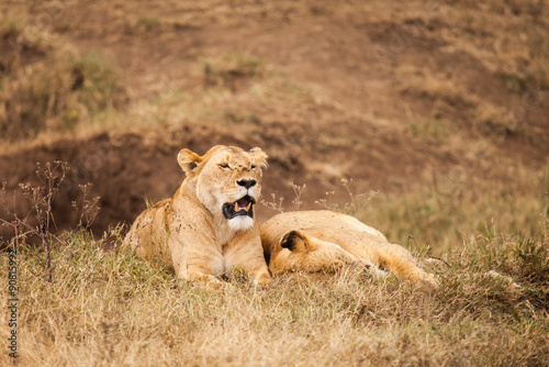 Lion in nature