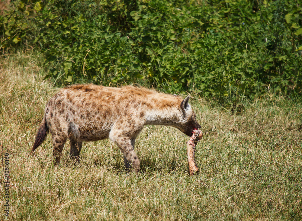 Fototapeta premium Spotted Hyaena in wild