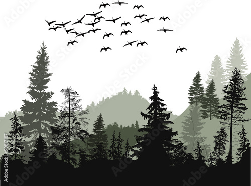 birds above fir trees forest isolated on white