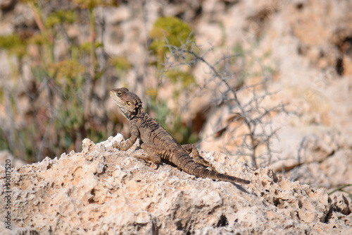                                            Lizard on the island of Cyprus