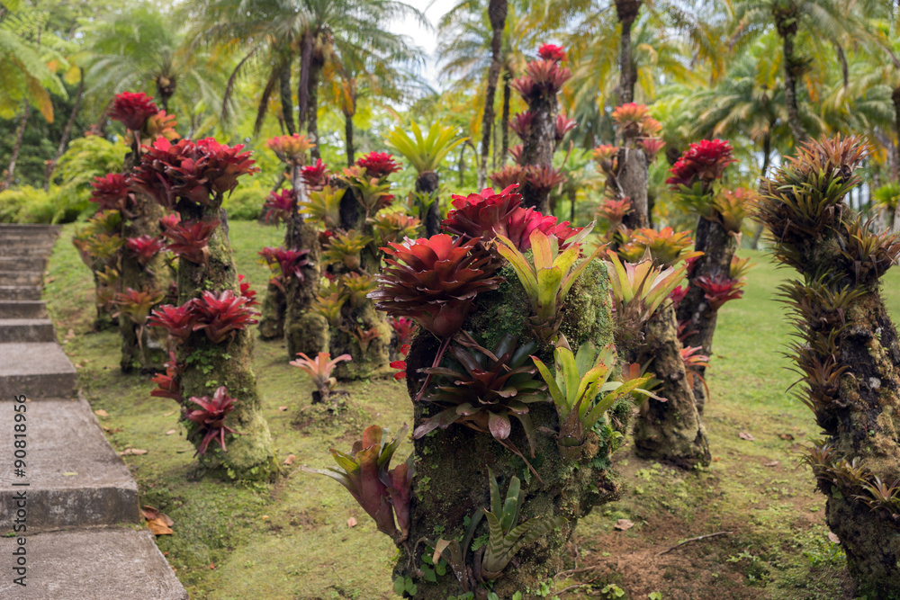 Obraz premium Bromeliengewächse, Bromeliaceae