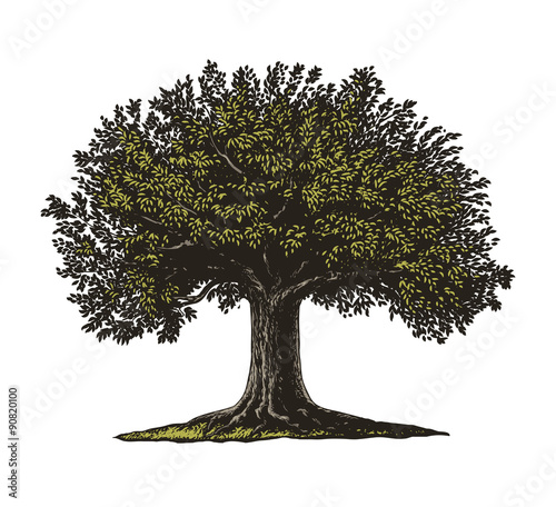 Engraved Tree. Vector illustration of a fruit tree in vintage engraving style. Isolated, grouped.
