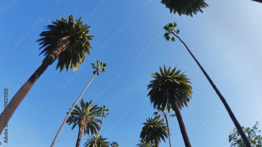 Driving Under Beverly Hills Palm Trees