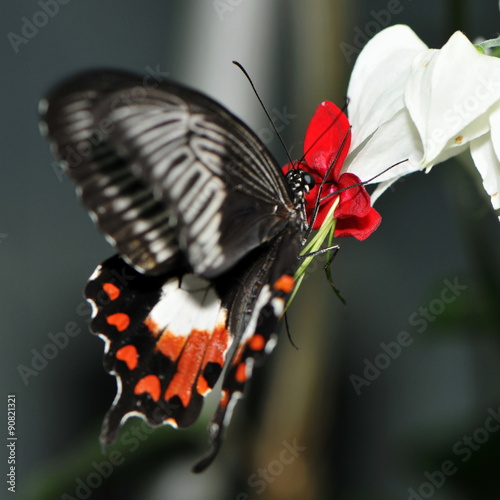 Parides Photinus photo