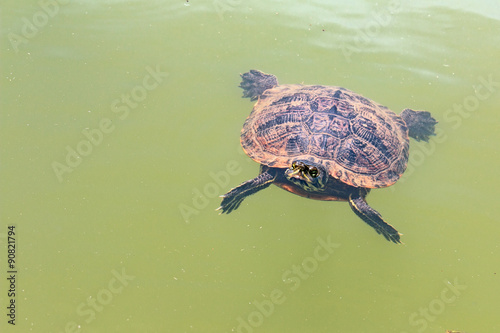 Turtle that floats on the water of the lake