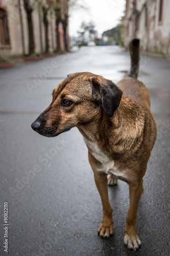 street dog