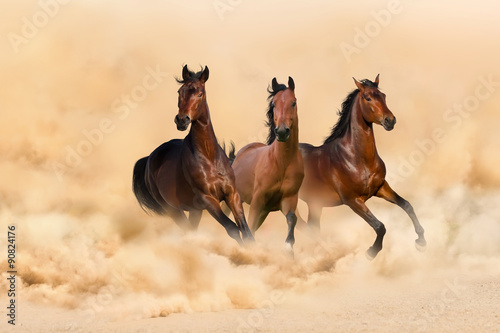 Fototapeta Naklejka Na Ścianę i Meble -  Three bay horse run gallop in desert dust
