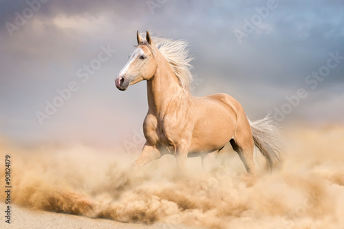 Koń Palomino z długim blond mężczyzną prowadzonym w pustyni