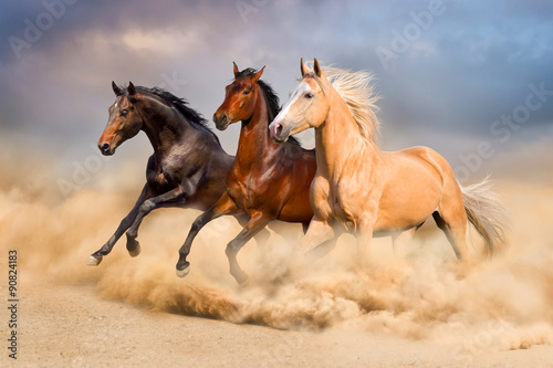 Horse run