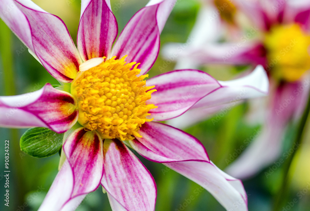 Happiness: Closeup on a dahlia flower :)