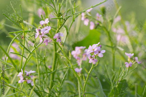 Blooming european searocket, Cakile maritima photo