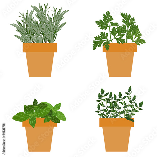Set of vector culinary herbs in pots with fresh thyme basil, rosemary and parsley. Grow The Garden