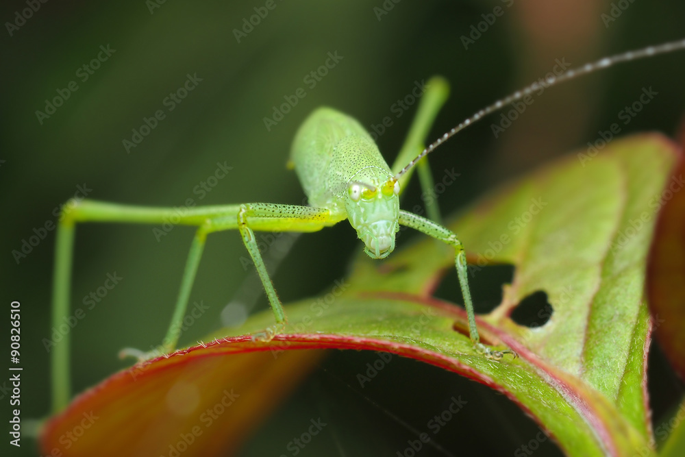 grasshopper on a green leaf grasshopper on a green leaf