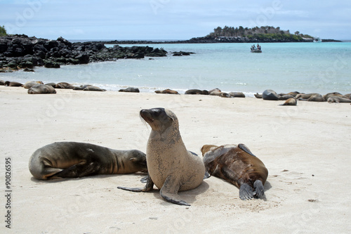 Des otaries (ou lions de mer) sur une plage de l'archipel des Galápagos