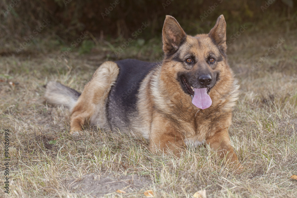 Young german shepherd 