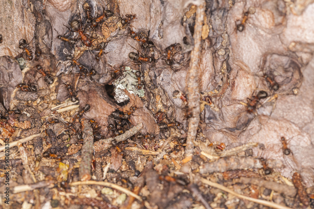 multi of ants multi of ants
