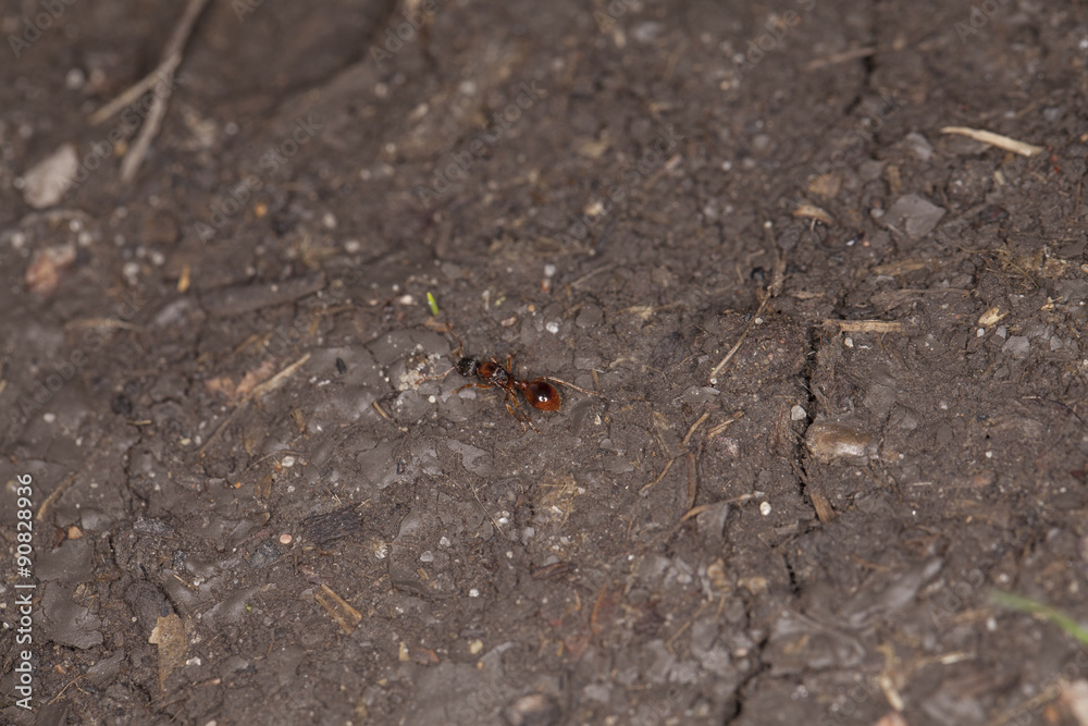 ant goes through the mud ant goes through the mud