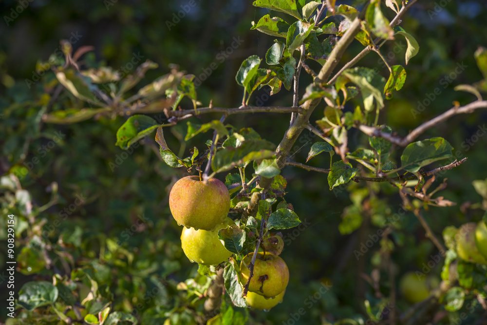 Apples in a fruit tree in sunlight in summer