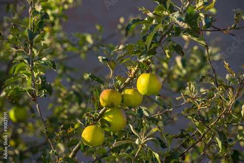 Apples in a fruit tree in sunlight in summer