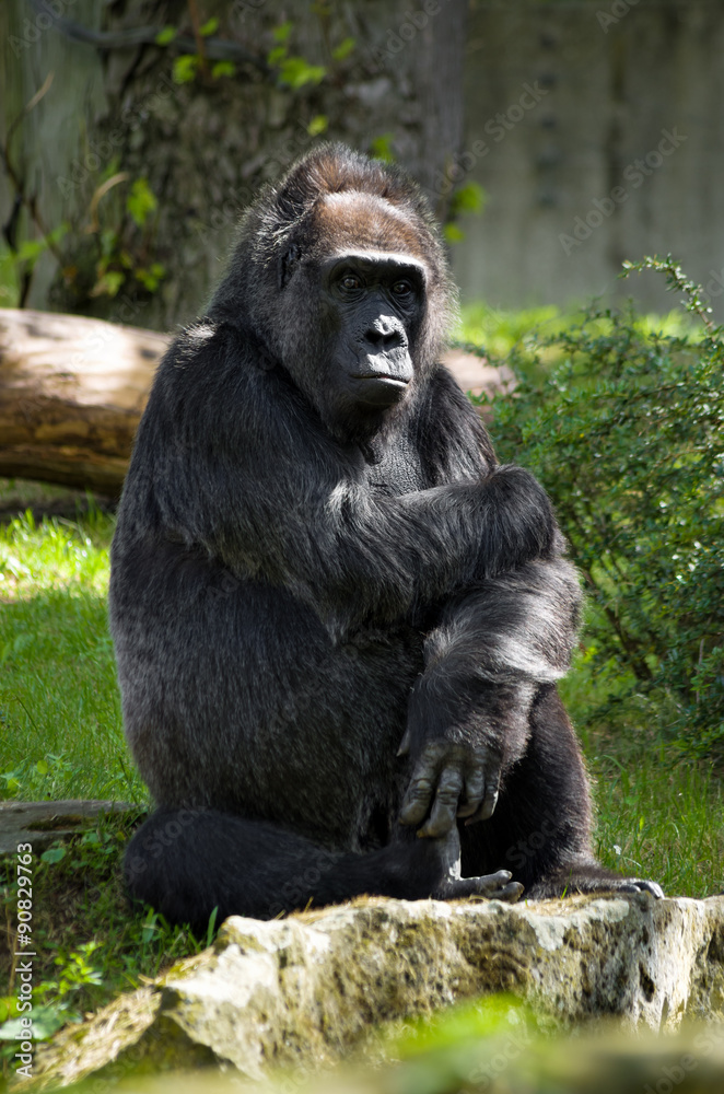 Naklejka premium Pensive gorilla
