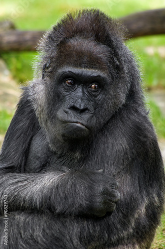 Gorilla's portrait © optimistic_view
