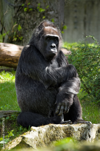 Pensive gorilla