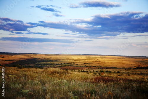 field of summer grass