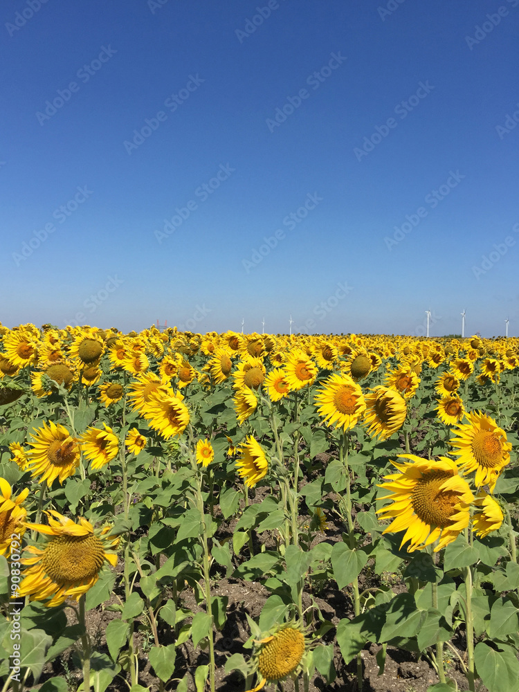 Obraz premium sunflower field