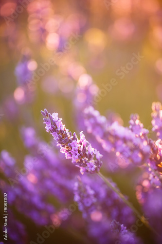 fleurs de Lavande  Provence  France