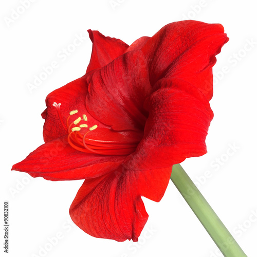 Rote Amaryllis photo
