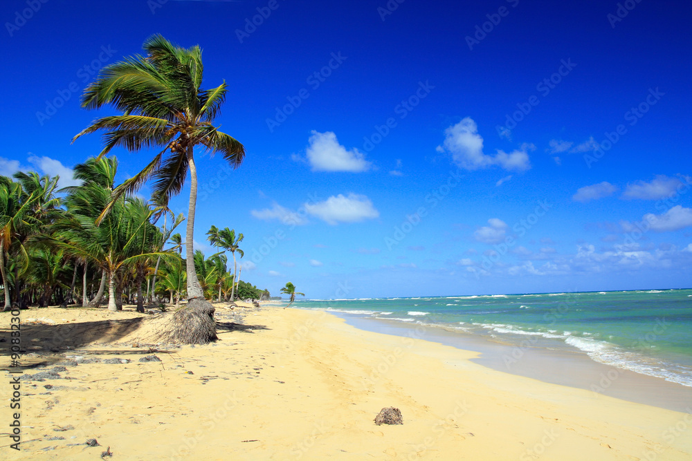 Tropical beach with coconut palm tree leafs, turquoise sea water and white sand on caribbean coastline 