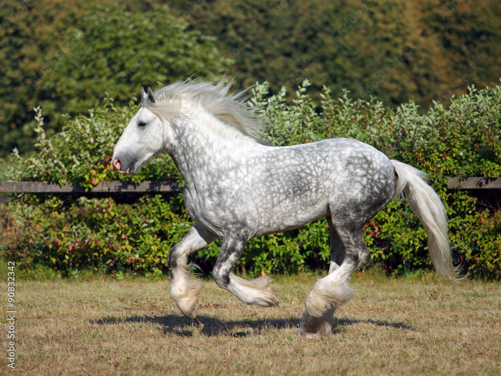 Shire Draft Horse stallion galloping in corral Shire Draft Horse stallion galloping in corral