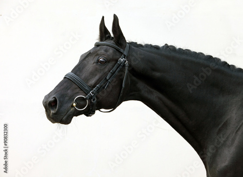 Beautiful head shot of a black thoroughbred racehorse 