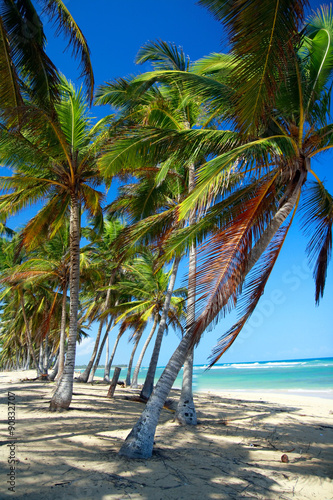 Coconut palm tree on tropical sandy beach near caribbean sea  