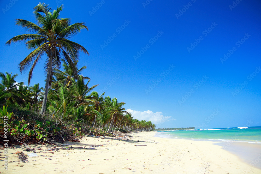 Obraz premium Palm tree on caribbean beach with turquoise water