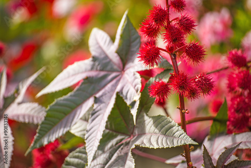 Rizinus, Ricinus communis, Samenkapseln photo