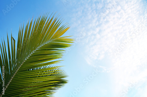 Top of coconut palm tree on blue sky background 