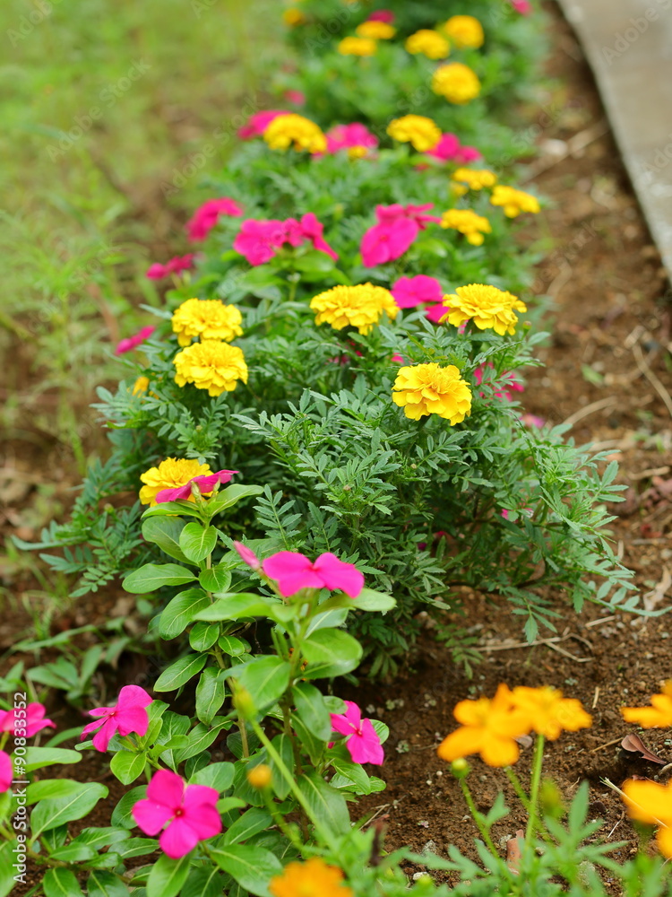 The flower bed where a flower is in bloom much. The flower bed where a flower is in bloom much.