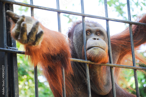 Fototapet Orangutan captivity
