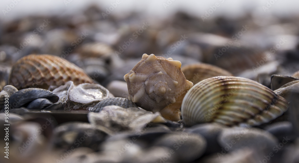 Muscheln 2