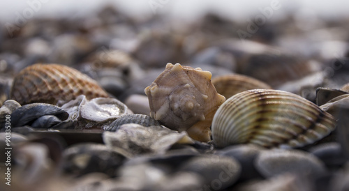 Obraz na płótnie Muscheln 2 w salonie