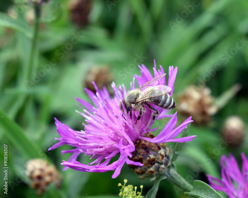 Bee pollination