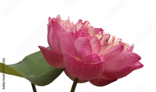 Beautiful lotus Single lotus flower isolated on white background