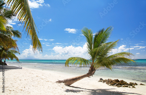 Fototapeta Naklejka Na Ścianę i Meble -  Palm on caribbean sea