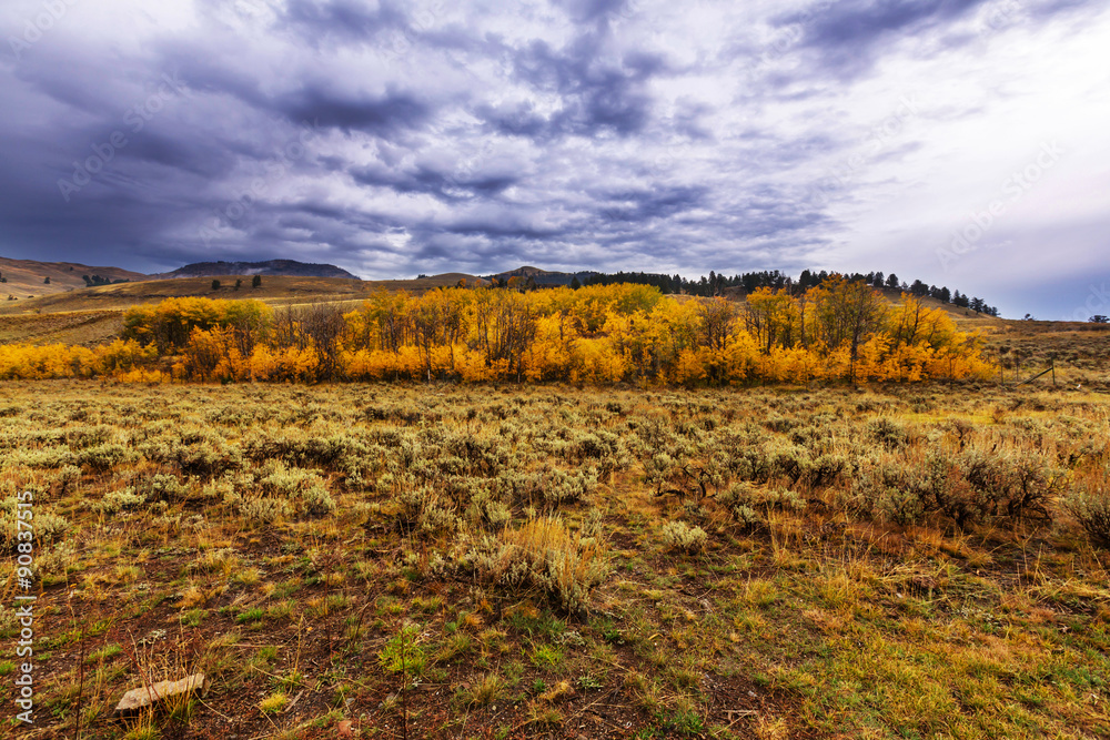 Fototapeta premium Autumn