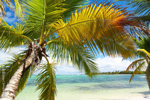Calm palm on caribbean sea